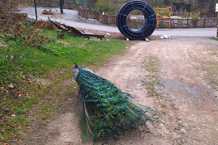ARMOPEX Zoo Olomouc